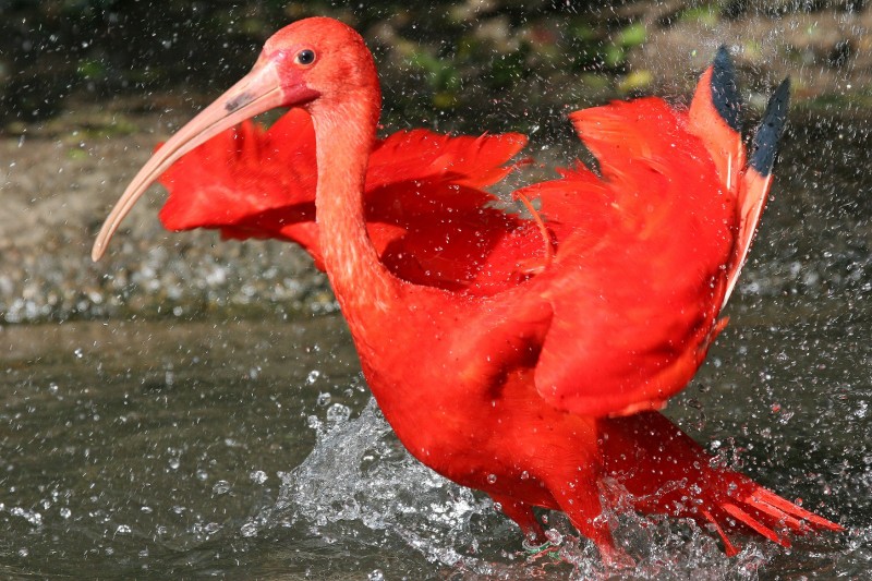ibis-rouge-yt-821